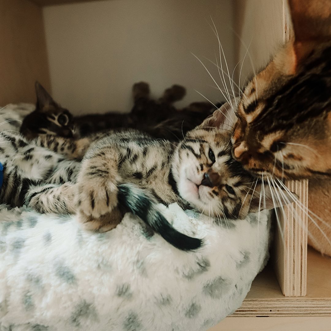 9 důvodů proč lidé nekastrují: Mýty a nepravdy o kastraci koček